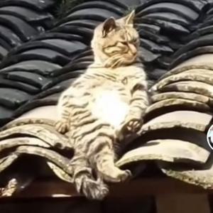 毛毛杨说剧头像