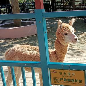 花海童谣头像