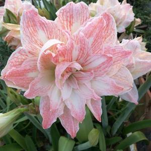 季节的回声头像