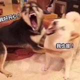 老马AKA快乐马头像