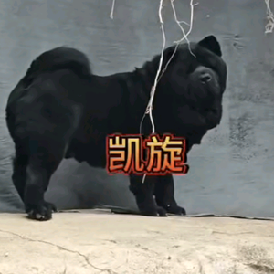 上进的阿生养狗创业头像