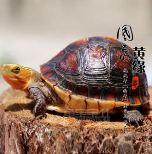 龟宝宝名龟之家头像
