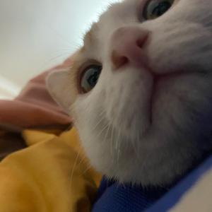 猪猪包是小崽头像
