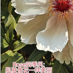 Rose四季风头像