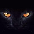 黑猫观影团头像