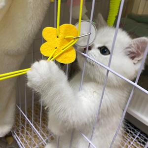 猪宝咪是猪不是猫头像