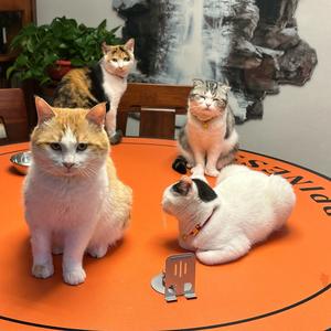 救助六毛孩的幸福日子头像