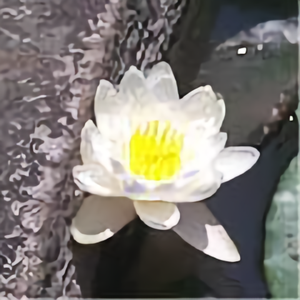 闻人陌客头像