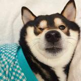 北极猫69头像