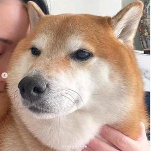 像素狗狗头像