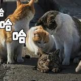 臭宝喵喵喵头像