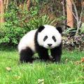 龙少max头像