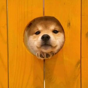 余小s头像