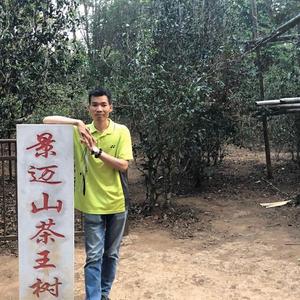 普洱茶仁陈远头像