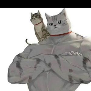酷猫TM头像