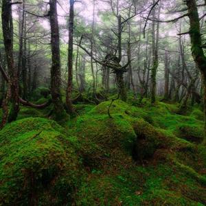 梦游荒野头像