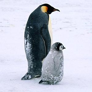 忆枝鸟TALK 头像