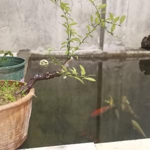 土辣小蓝中头像