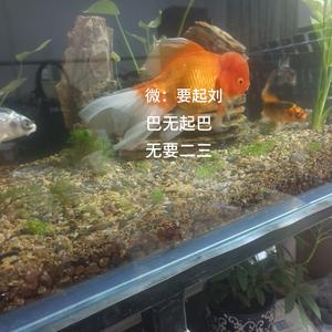 正能量阿才头像