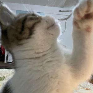 怕是野猪佩奇头像