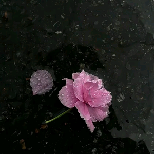 勐库茗普阁茶叶头像