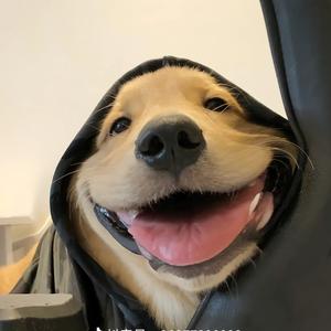 金灿灿之战时屿头像