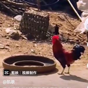 百姓剧场头像