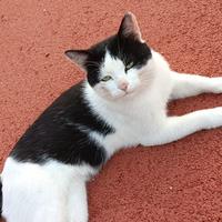 孟哥在衡水头像