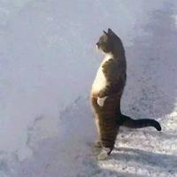 原来是只野猴子头像