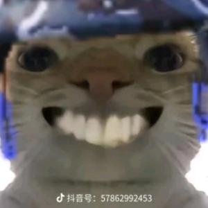 小猫体验头像