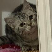 猫咪不吃鱼哇头像