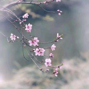 子君玉莹子头像