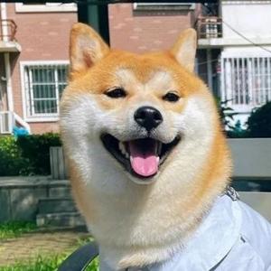 飞上元宇宙头像
