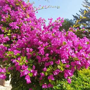 国光小苹果头像