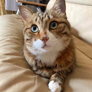 涂涂的猫头像