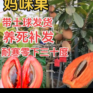 冬冬好货头像