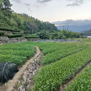 邦乐健卓信绿植专卖店福安茶苗头像