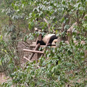 钼酸铵盐头像