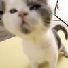 一只天猫头像
