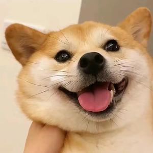 小文解说头像