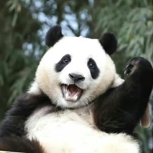 番茄2093946341178413头像