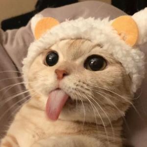 Dir魏看世界头像