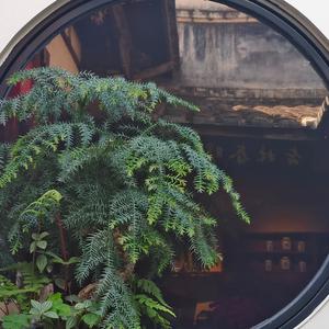 蓬门迎晓露头像