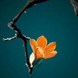 百花菜花头像