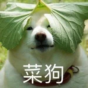 我是菜菜狗头像