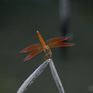 练与思（行在先）头像