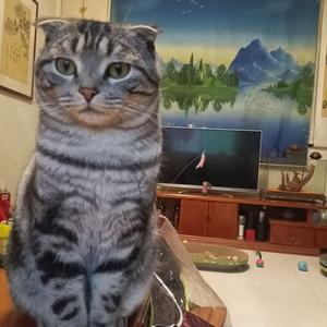 三猫子头像