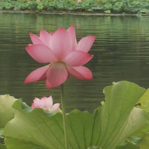 溪山渔隐A头像