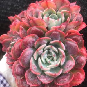 幸福多肉花园头像