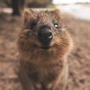 西澳Quokka君头像